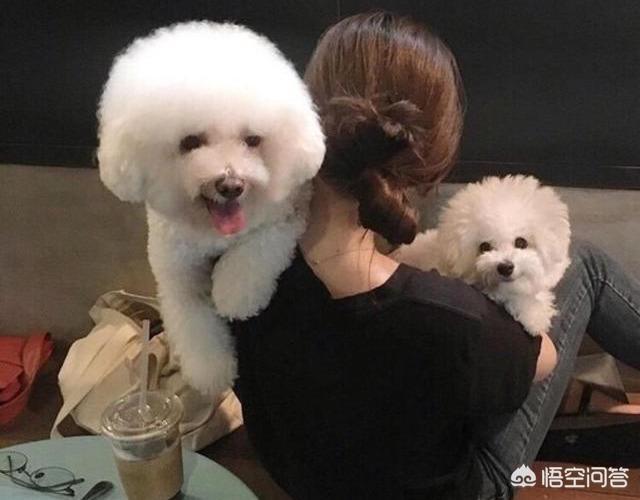 小比熊犬图片:养比熊犬的必备小技能，有哪些？