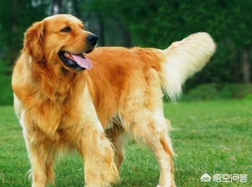 纯金毛小时候的特征:金毛狗狗小时候能分清楚是英版或美版吗？