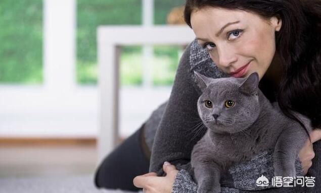 素力高海藻粉对猫咪的作用:英国短毛猫吃什么牌子的猫粮比较好呢？