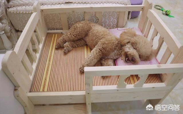 宠物离世可休丧假正在实施过程:在狗狗即将离世的时候，有哪些事需要做？