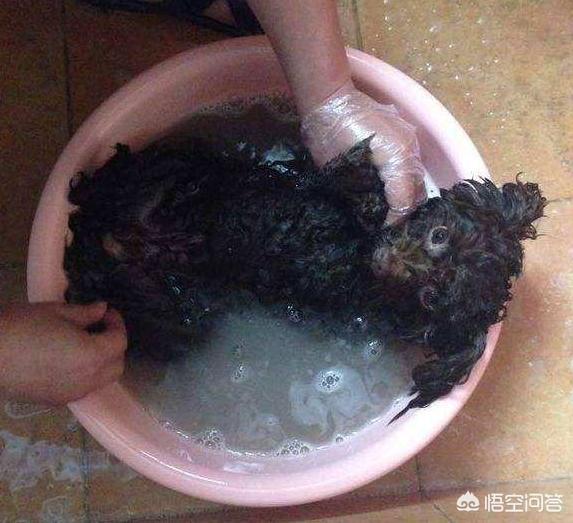 武汉贵宾犬论坛:我们可以怎么快速去判断贵宾犬身上是否有虫子呢？