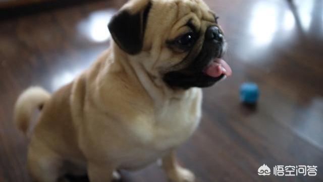 八哥狗图片搞笑卖萌:巴哥犬犯错后有哪些反应？