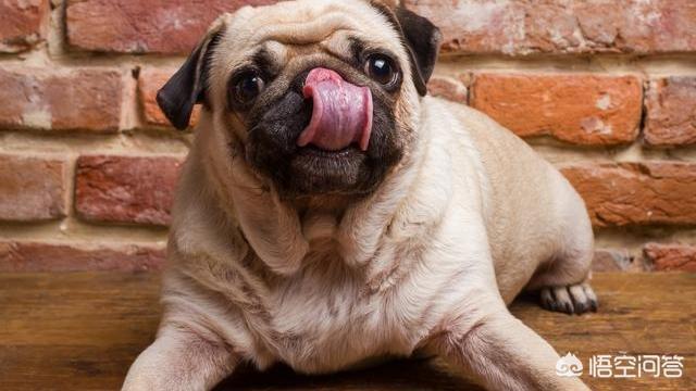 八哥狗图片搞笑卖萌:巴哥犬犯错后有哪些反应？