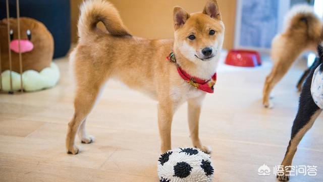 柴犬优缺点:“戏精”柴犬的活动量如何，值得饲养吗？ 柴犬优缺点及适合人群