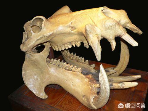 河马和湾鳄谁厉害:河马和鳄鱼在水中为什么淹不死？ 河马和湾鳄谁厉害专家分析