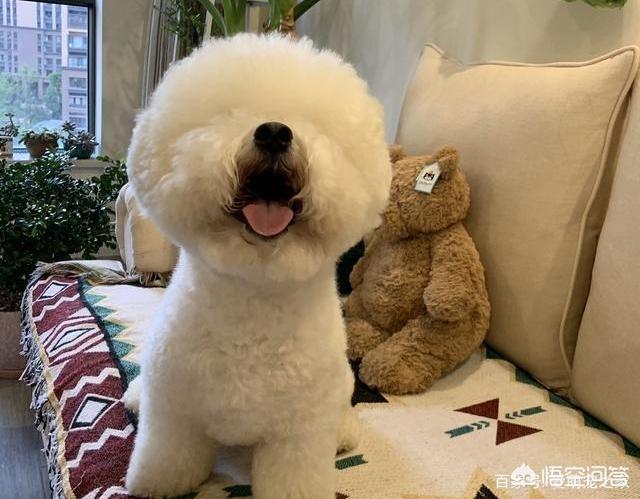 波隆那比熊犬图片:比熊犬的一生可以分为几个阶段？分别该怎么照顾？