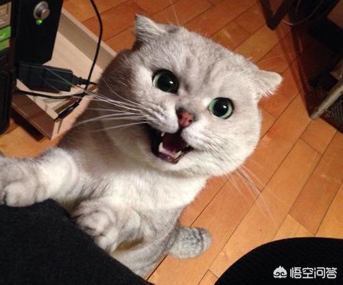 猫咪恨主人的十种表现视频:猫咪讨厌主人会有什么表现？