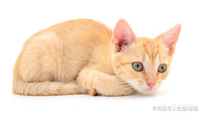 素力高海藻粉对猫咪的作用:怎么从一窝猫咪中挑选出猫王？