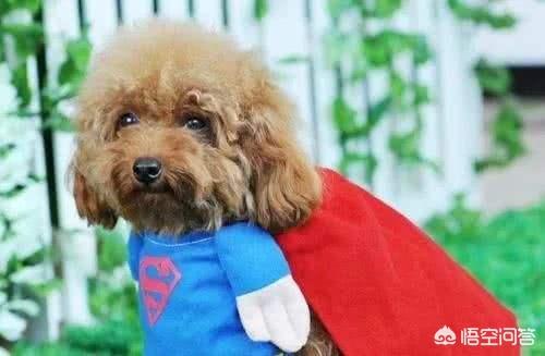 比格犬性格公泰迪绝育:想要了解泰迪的性格，可以从哪些方面入手？