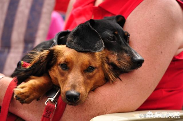 德国腊肠犬的图片:为什么我国养腊肠犬的人那么少？