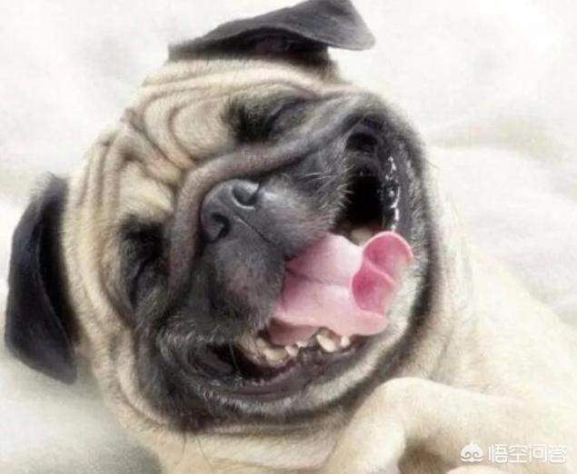 八哥狗图片:饲养巴哥犬，需要知道什么呢？