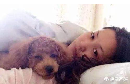 快乐到家贵宾狗图片:贵宾犬为什么偏偏有狗窝不睡，非得要睡床呢？