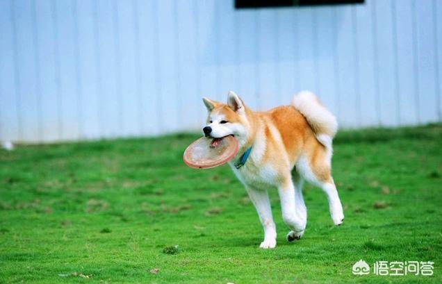 日本秋田犬图片:日本狗秋田犬和柴犬图片 为什么喜欢秋田犬的多，养的人却少？