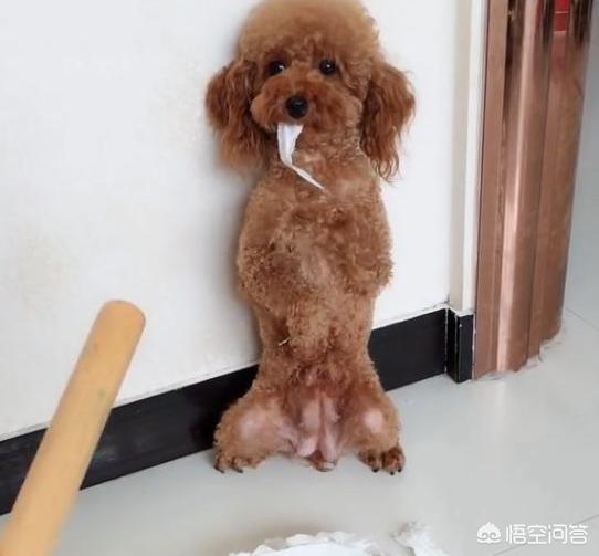 有杀泰迪吧吗:泰迪犬身上哪些部位不能随便打？严重的甚至会死亡？ 一拳能打死泰迪吗