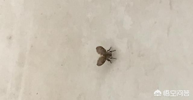 厕所里的小飞虫怎么清除，怎样去除下水道飞出的黑虫？