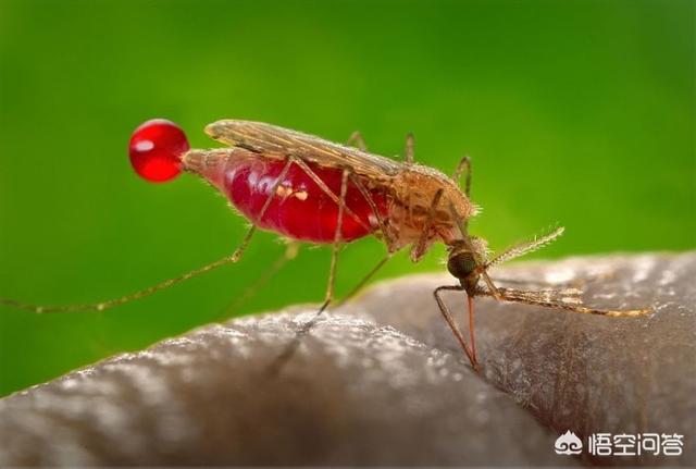 基因改造蚊子，科学家通过哪种方法来消灭传播疟疾的冈比亚按蚊雌蚊