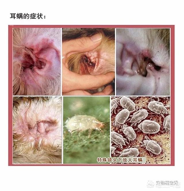 猫耳螨对人有什么症状:狗狗有耳螨是什么症状，狗耳螨都有那些症状？