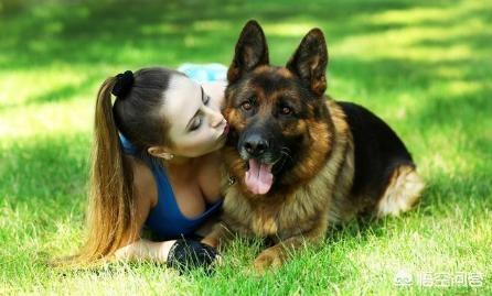 德国牧羊犬视频:为什么说德国牧羊犬最适合家养？