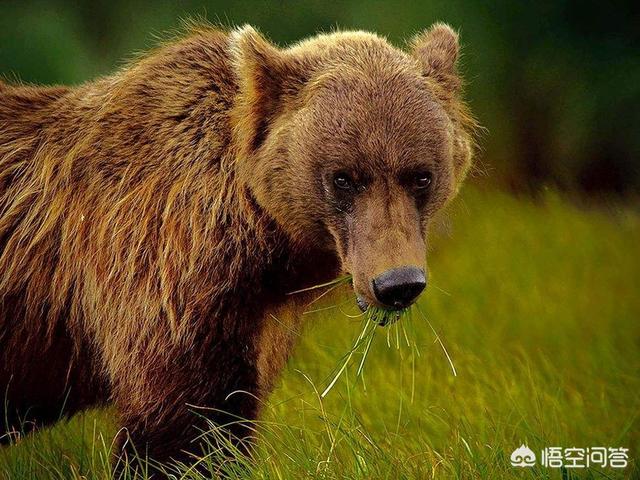 小桑藏獒养殖基地:原生藏獒在高原上流浪会饿死吗？为什么？