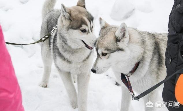 巴仙吉犬智商:雪纳瑞犬可以聪明到什么程度？ 巴仙吉犬智商相当于人几岁