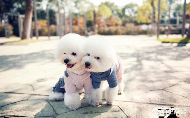 比熊和泰迪的区别:泰迪犬和比熊犬相比，为什么泰迪犬更值得养？