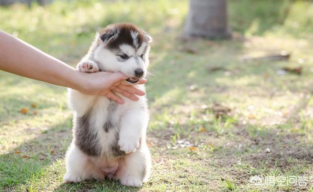 被自家小狗抓伤怎样判断用不用打狂犬疫苗:有被狗狗抓伤得狂犬病的吗？