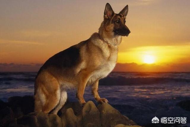 大头德牧牧羊犬:如何辨别一只标准的德国牧羊犬？