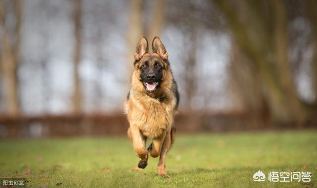 大头德牧牧羊犬:如何辨别一只标准的德国牧羊犬？