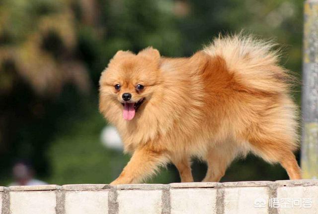 博美狗图片:新手饲养博美犬需要知道哪些事？
