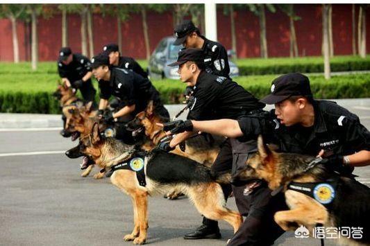 猫论坛德国牧羊犬视频:如何判断德国牧羊犬是否是纯种？