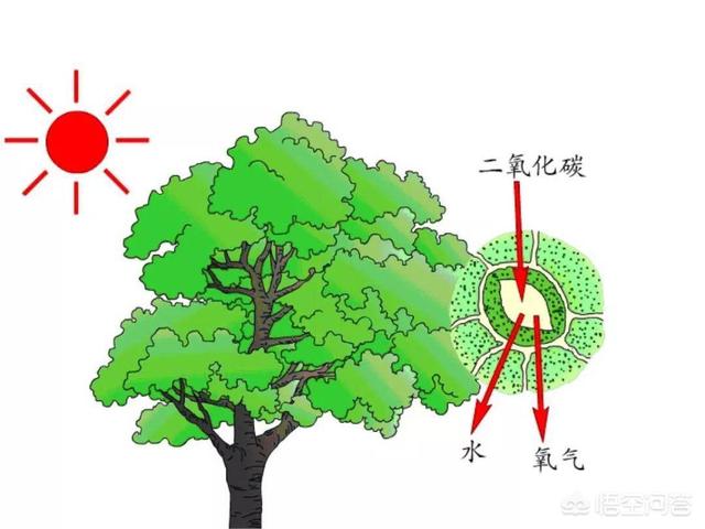 巨鬣狗vs巨猪:为什么陆地上食草动物的体型，比食肉动物更大，海洋却恰恰相反？