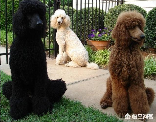 巨型贵宾犬有什么缺点？