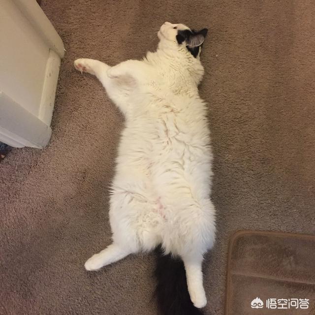 黑色猫咪照片:黑白猫与奶牛猫的区别是什么？最好发些图片？