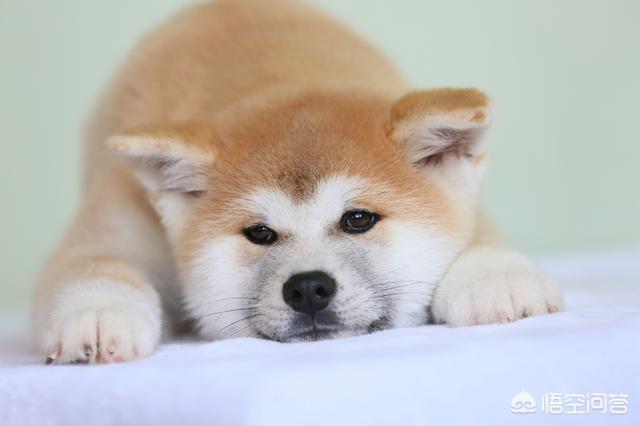 日本秋田犬价格:秋田犬价格为什么那么昂贵？ 日本秋田犬价格大连