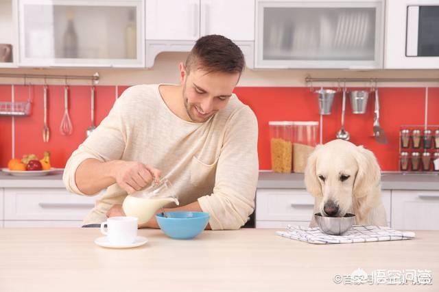 拉布拉多图片 警犬:警犬拉布拉多樱桃图片 拉布拉多犬有多少种毛色？你最喜欢哪种？