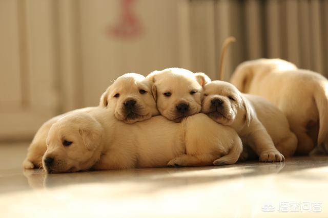 拉布拉多犬视频:养拉布拉多的过程中，哪些行为是在“害死”它？ 拉布拉多犬视频播放