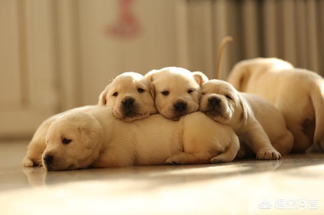 拉布拉多图片 警犬:警犬拉布拉多樱桃图片 拉布拉多犬有多少种毛色？你最喜欢哪种？