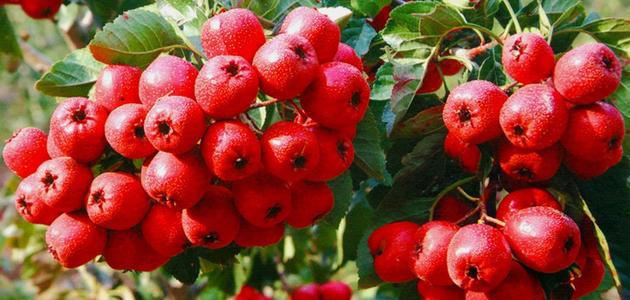 玫瑰花陈皮山楂泡水喝有何功效可以祛湿减肥吗