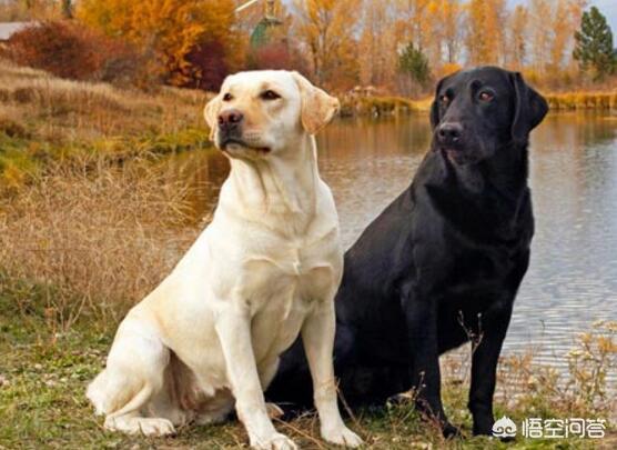 贪吃狗零食:拉布拉多犬非常贪吃，但有什么是绝对不能给它吃的？