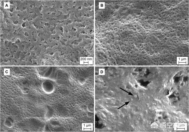 奥斯汀格里芬是什么生物:科学家采用哪种新方法在无需冷藏的情况下运输口服疫苗？