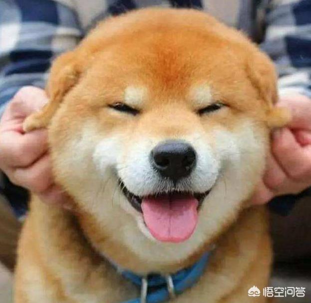 柴犬图片:为什么日本的柴犬在中国会这么受欢迎呢？