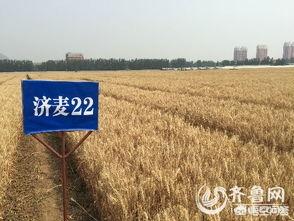 济麦22和175哪个更高产？