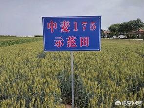 济麦22和175哪个更高产？