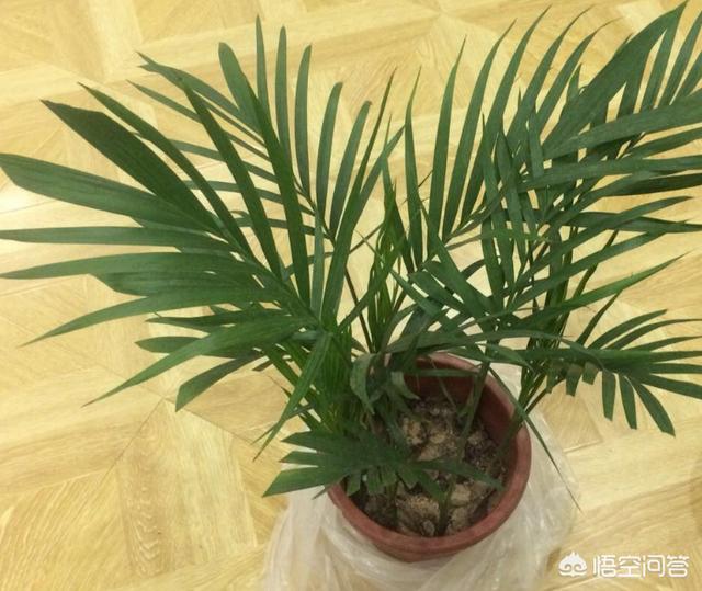 夏威夷竹和散尾葵图片:夏威夷竹和散尾葵哪个更容易养活 家居装饰买龟背竹好还是鹤望兰好？