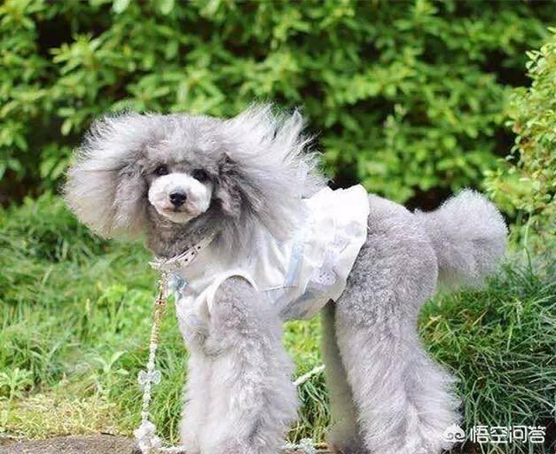 一个月贵宾犬图片欣赏:养一只巨贵犬是什么体验？