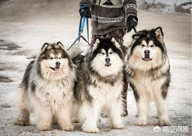 杜高犬性格脾气如何:狗界的四疯三傻是哪几种狗狗？