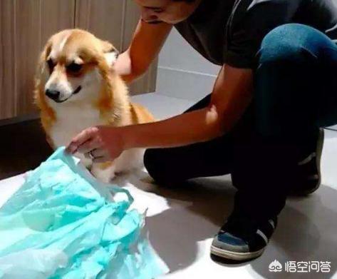 听话的柯基犬怎么训练:惩罚柯基犬，你一般是用什么方法？