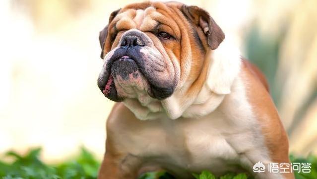 成年可卡吃什么狗粮好:英国斗牛犬吃什么狗粮好？