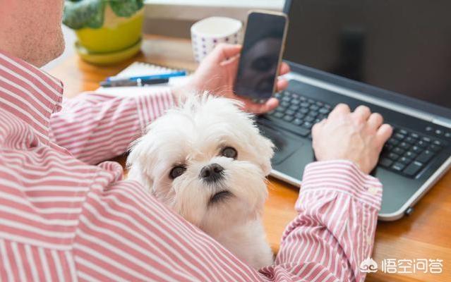 狗狗在离世前都会有哪些征兆，比熊犬离世之前会有什么样的现象你都留意过吗