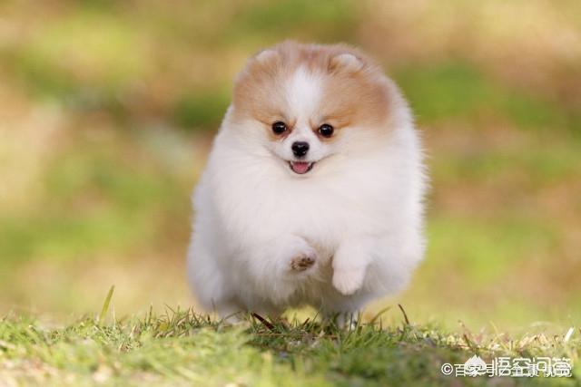 小博美犬不能吃什么食物:博美犬有什么缺陷？饲养时要注意什么？